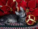 Нажмите,чтобы скачать